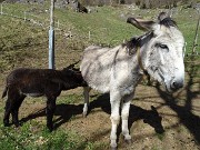 38 Alla bella radura prativa di Sonzogno (1018 m) ...il piccolo si nutre da mamma asina